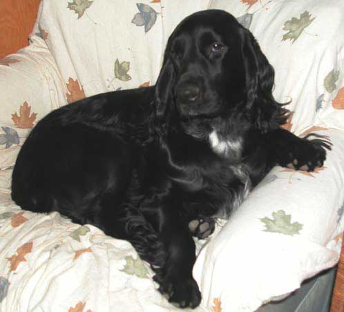 Maya, Filed Spaniel