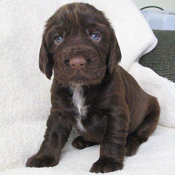 Field Spaniel Puppy