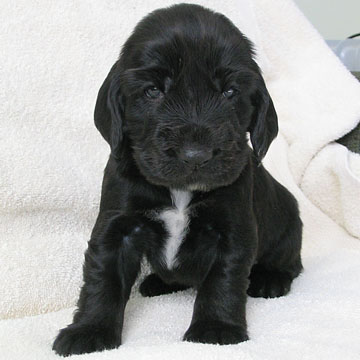 Field Spaniel Puppy