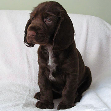 Field Spaniel Puppy