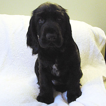 Field Spaniel Puppy