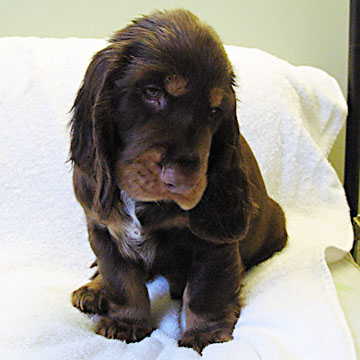 Field Spaniel Puppy