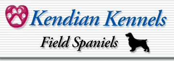 Kendian Kennels Field Spaniels