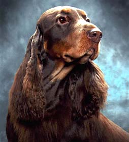 Burke, Field Spaniel