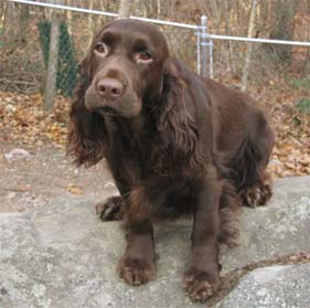 Gabby, Filed Spaniel