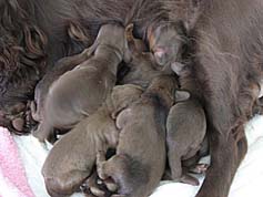 Gabby and Field Spaniel Puppies