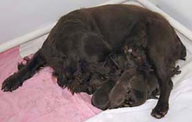 Gabby and Field Spaniel Puppies