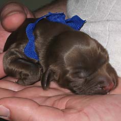 Bluebell Girl