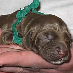 Greenlee Girl