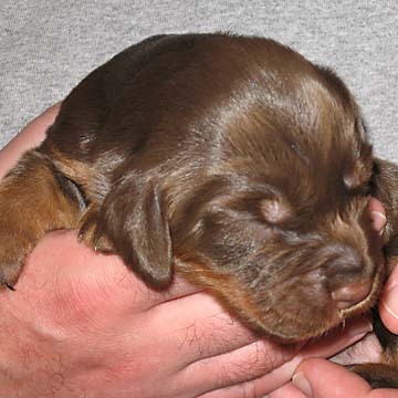 Field Spaniel Puppy