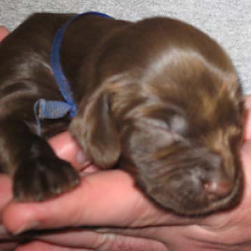 Field Spaniel Puppy