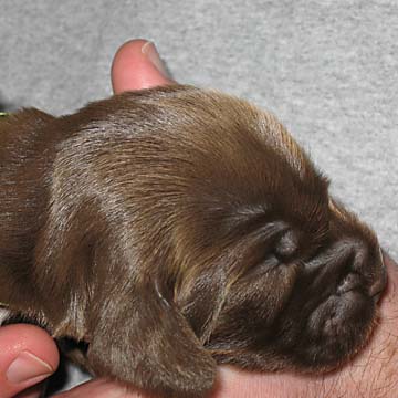 Field Spaniel Puppy