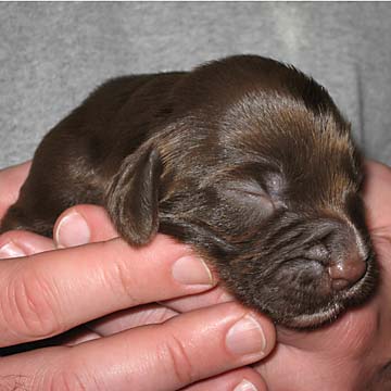 Field Spaniel Puppy