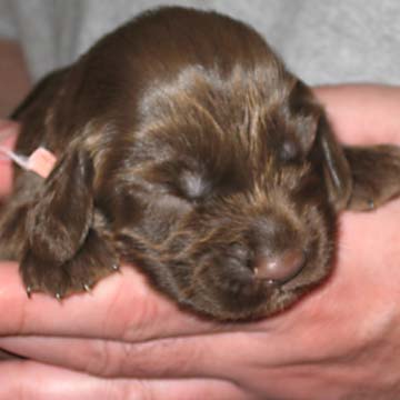 Field Spaniel Puppy
