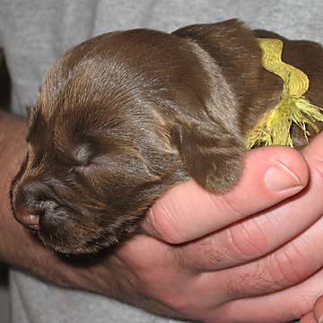 Field Spaniel Puppy