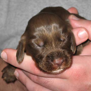 Field Spaniel Puppy
