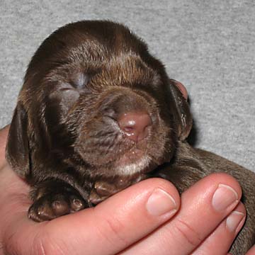 Field Spaniel Puppy