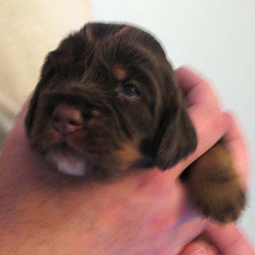 Field Spaniel Puppy