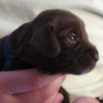 Field Spaniel Puppy