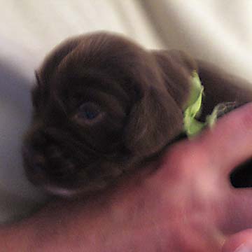Field Spaniel Puppy