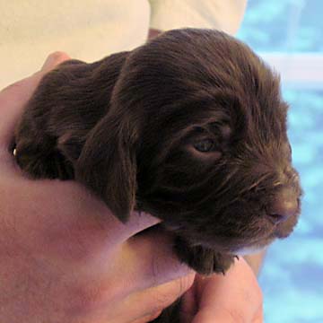 Field Spaniel Puppy