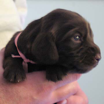 Field Spaniel Puppy