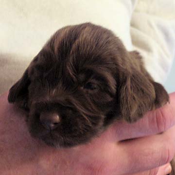 Field Spaniel Puppy