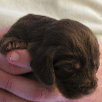 Field Spaniel Puppy