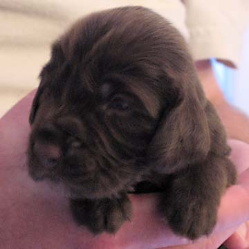 Field Spaniel Puppy