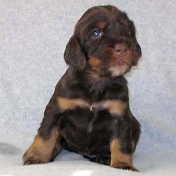 Field Spaniel Puppy