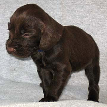 Field Spaniel Puppy