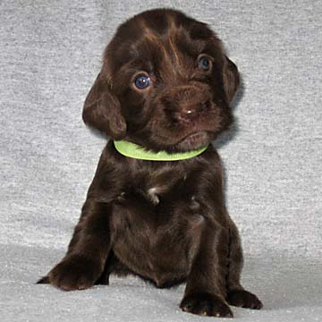 Field Spaniel Puppy