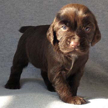 Field Spaniel Puppy