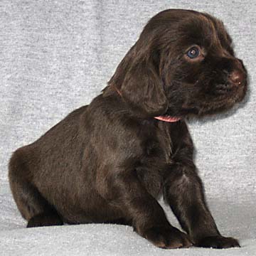 Field Spaniel Puppy