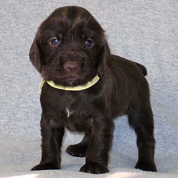 Field Spaniel Puppy