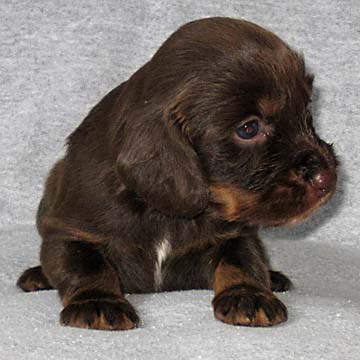 Field Spaniel Puppy