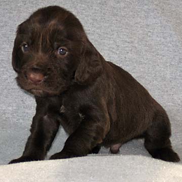 Field Spaniel Puppy