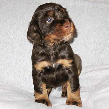 Field Spaniel Puppy