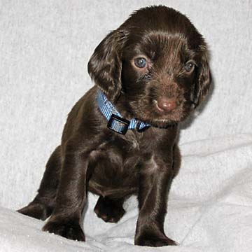 Field Spaniel Puppy