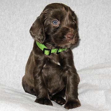 Field Spaniel Puppy