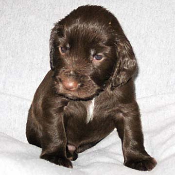 Field Spaniel Puppy