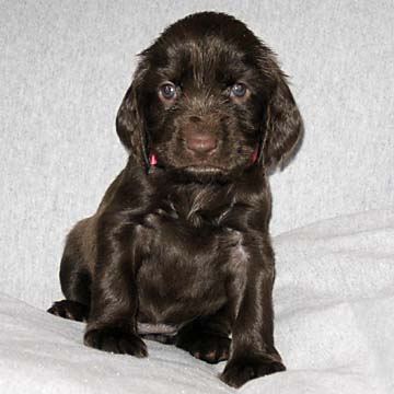 Field Spaniel Puppy