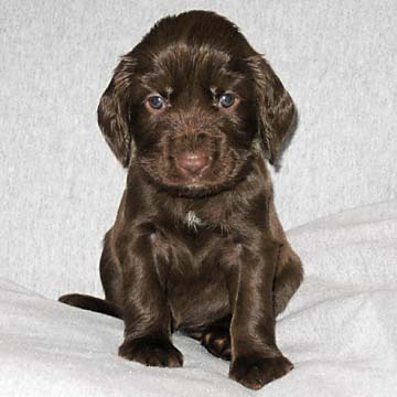 Field Spaniel Puppy