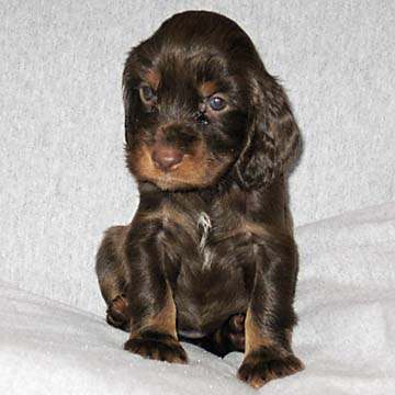 Field Spaniel Puppy