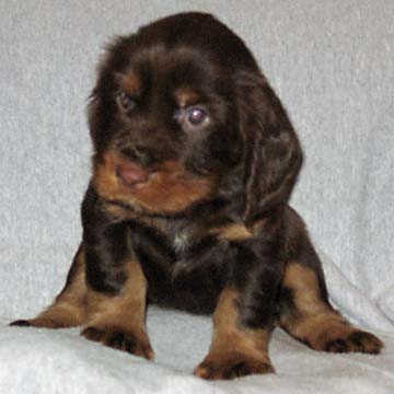 Field Spaniel Puppy