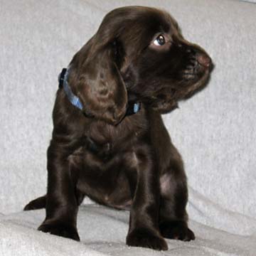 Field Spaniel Puppy