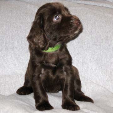 Field Spaniel Puppy