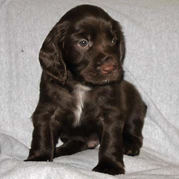 Field Spaniel Puppy