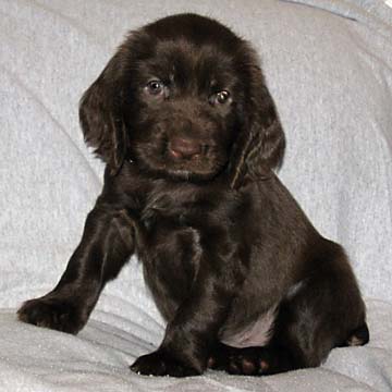 Field Spaniel Puppy