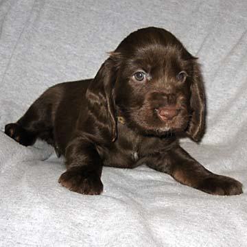 Field Spaniel Puppy